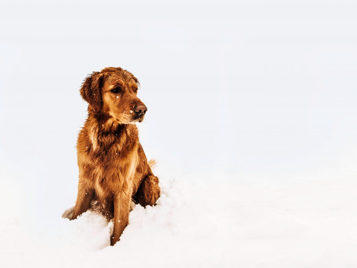 Kış Aylarında Sokak Hayvanları İçin Neler Yapılabilir? Görsel